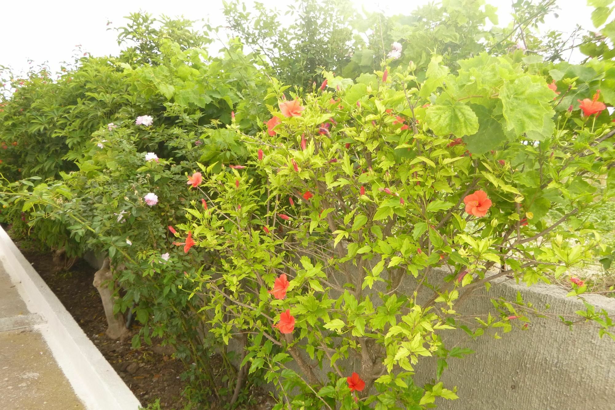 Ipokampos Apartment เคฟาลอส ภายนอก รูปภาพ